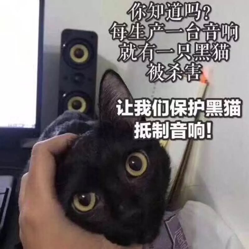 猫不知